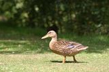 300D 0068 Female duck